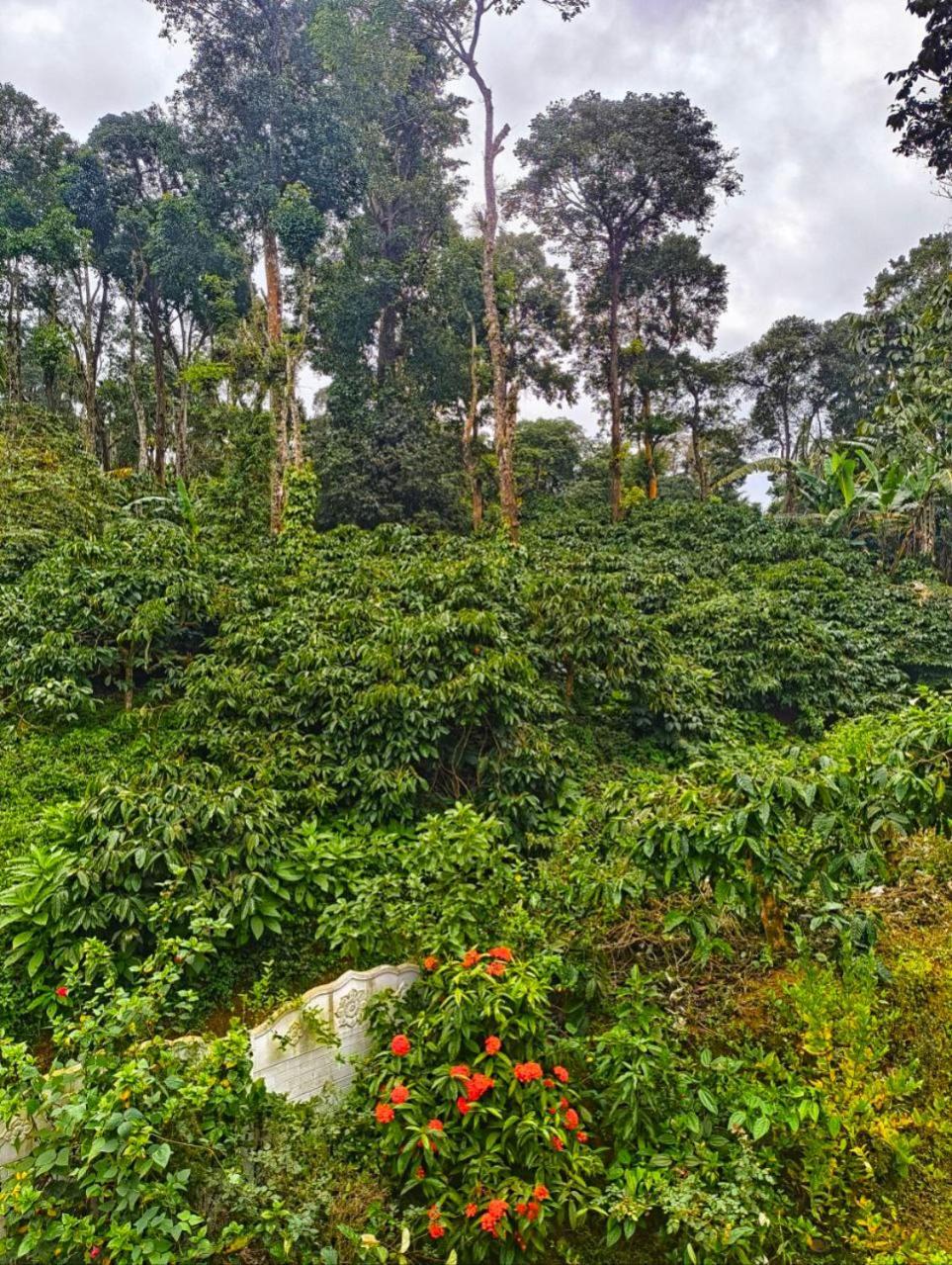Kamoga Homestay Virajpet Exteriér fotografie